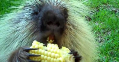 porcupines out loud