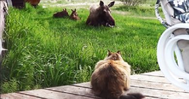 Cat Watches A Mama Moose And Her Twins Lounging In A Yard. Then The Kitty Approaches Them…(VIDEO)