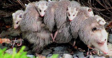 Mother Opossum