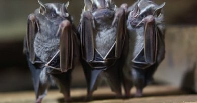 Seen Bats Upside