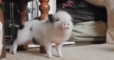 See Piglet Is Doing