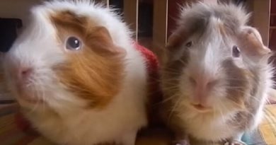 Guinea Pigs Talk