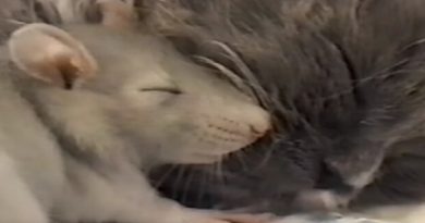 You Won’t Believe Who This Cat Is Best Friends With, And Their Nap Time? Too Cute!(VIDEO)