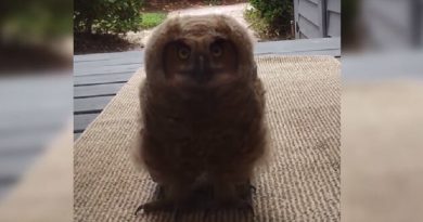 owl walks