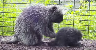 Porcupine Walks Behind This Tiny Baby. But Rescuers Didn’t Expect This When He Turns Around…(VIDEO)