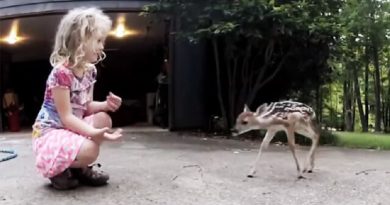Tiny Deer Does