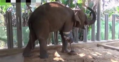 Elephant Loses Her Leg In A Landmine Explosion, But She Walks Again! (VIDEO)