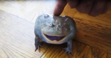 He Touches Frog