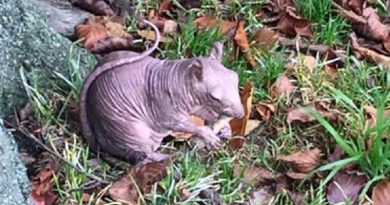 Baldness in squirrels