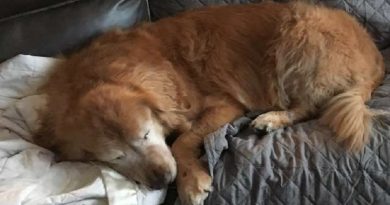 Blind Senior Dog Finds A Puppy Friend To Show Him The Way (VIDEO)