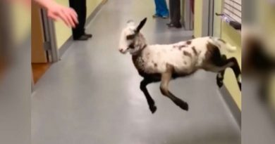Video Of Lamb Dancing With Her Vet Is The Cutest Thing You’ll See All Day