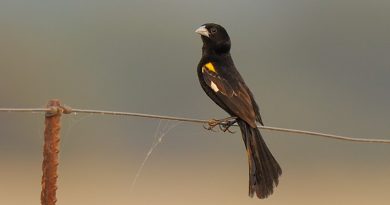 winged widowbird