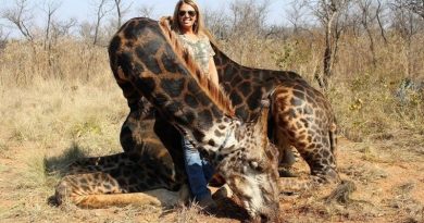 Killing Rare Black Giraffe