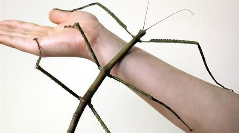 World's Longest Insect