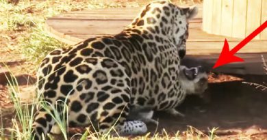 Jaguar Killing Dog