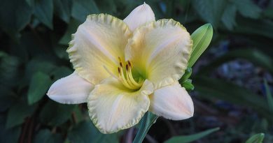 Banana Boat Daylily