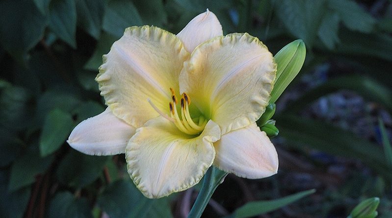 Banana Boat Daylily