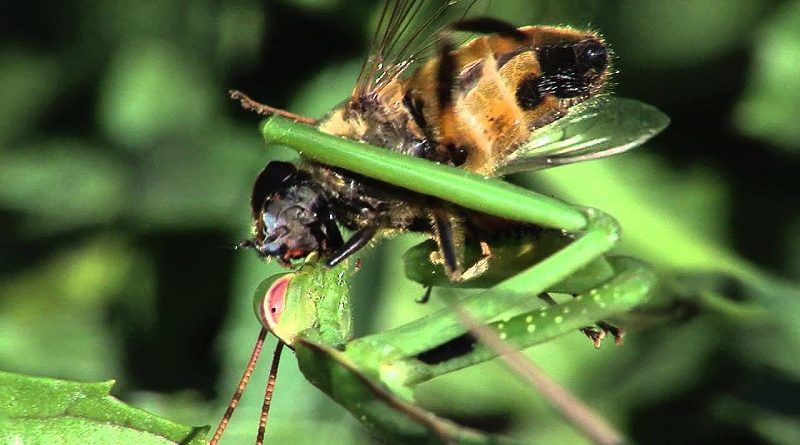 Praying Mantis Eats Fly