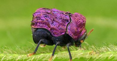 Cutest Beetle