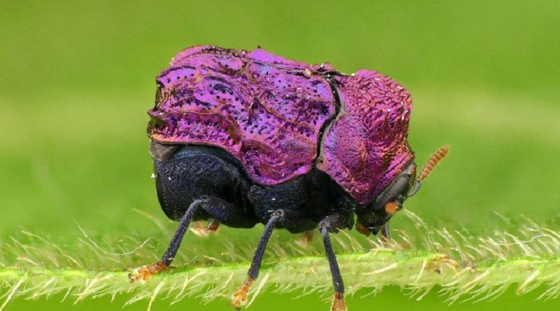 Cutest Beetle