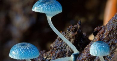 Fungi Photos