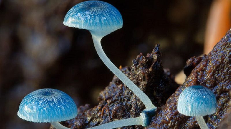 Fungi Photos