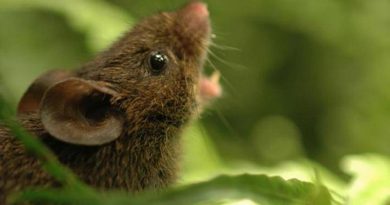Singing Mice Of Forests