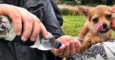 ‘Bewildered’ Dog Trapped Underground For Hours In Rabbit Warren Rescued By Firefighters Using Heartbeat Technology (VIDEO)