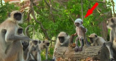 Langur Monkeys Grieve Over Fake Monkey – Spy In The Wild (VIDEO)