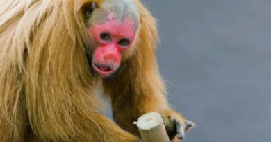 Meet the Bald Uakari