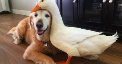 Dog And Duck