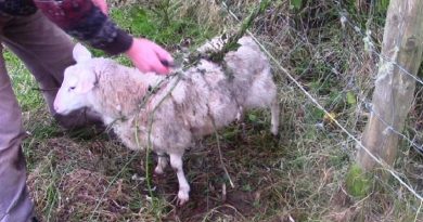 Plant Catches Sheep