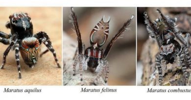 Terrifying Spiders In Australia