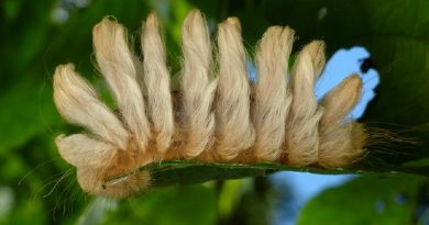 The Incredible Caterpillars