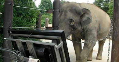 Researchers Teach Elephant To Use Computer, Then Prove She Can Count