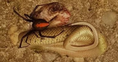 Redback Eats Baby Snake