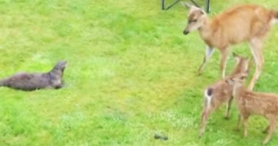 They See 2 Fawns Outside And Start Filming. That’s When An Otter Does The Unexpected!(VIDEO)