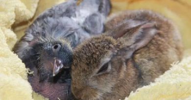 Bunny Pigeon Friendship