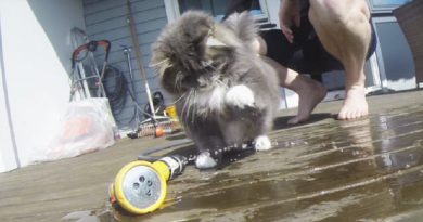 He Decides To Turn On The Sprinkler. Now Just Watch The Cat’s Reaction! Hilarious! (VIDEO)