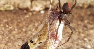 Redback Spider Eats Snake