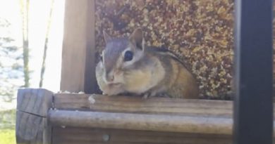 Chipmunk In Bird Feeder