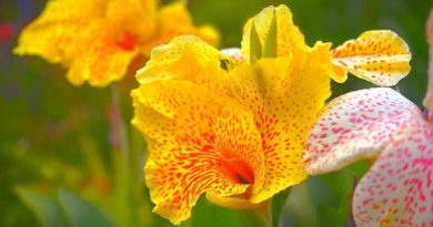 Canna Lily Care