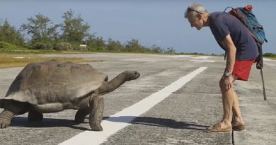 interrupted tortoise