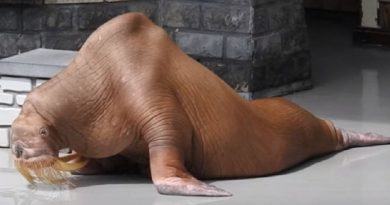 starving walrus