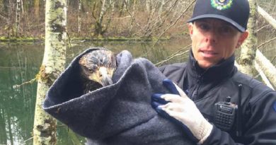 eagle wing rescued