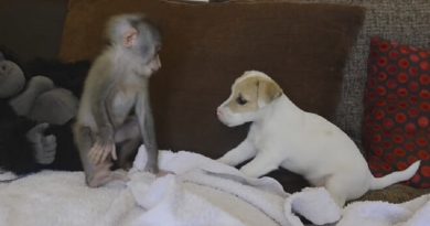 Orphaned Baby Monkey Meets Jack Russell Puppies…And It’s Adorable! (VIDEO)