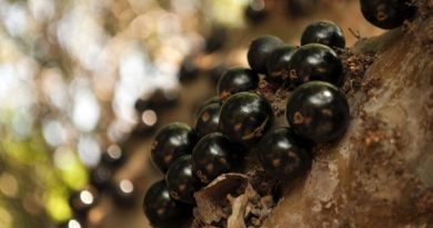 jabuticaba rare Fruit