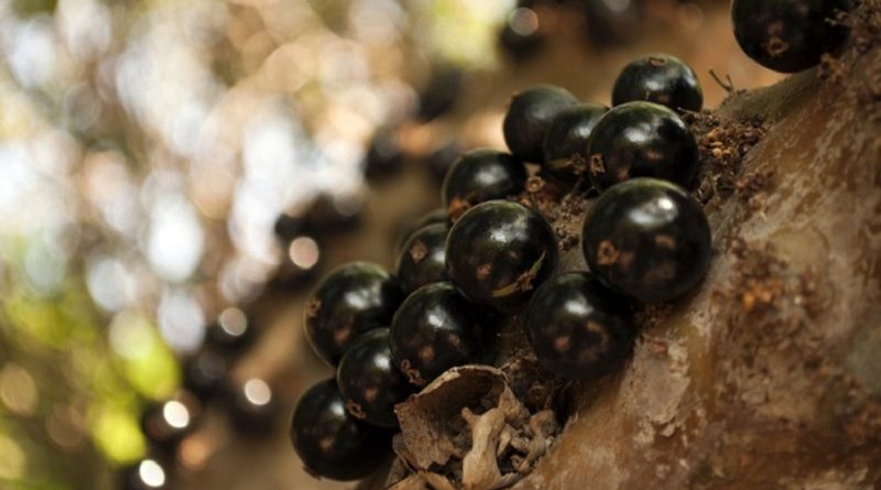 jabuticaba rare Fruit