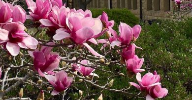 Magnolia