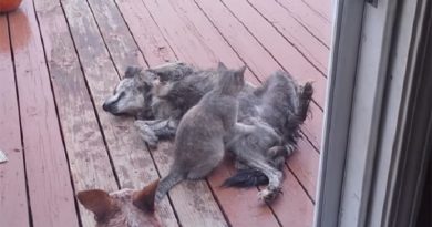 This Cat Is Training To Be A Masseuse So Dog Becomes His First Happy Customer! (VIDEO)